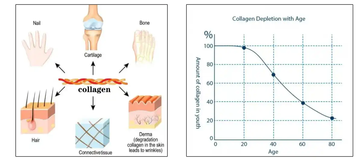 collagen Sale.jpg